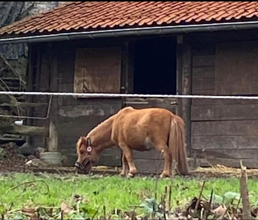 Le Ranch Des Aguesses Villa Andenne Bagian luar foto